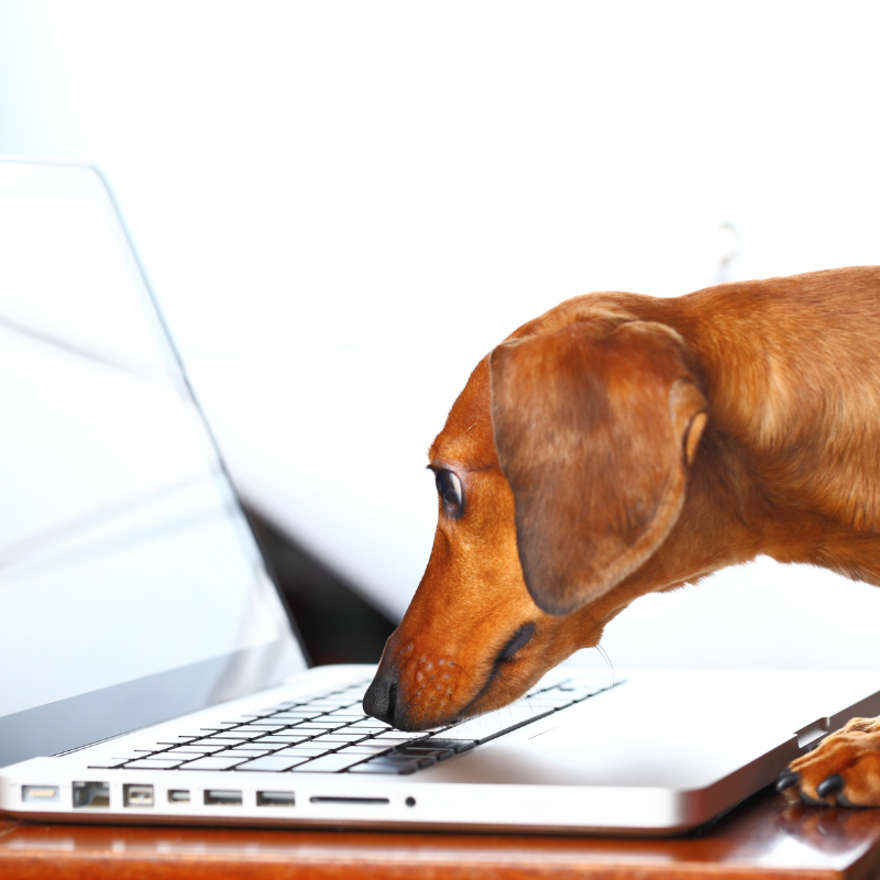 Onlline-Training Hund