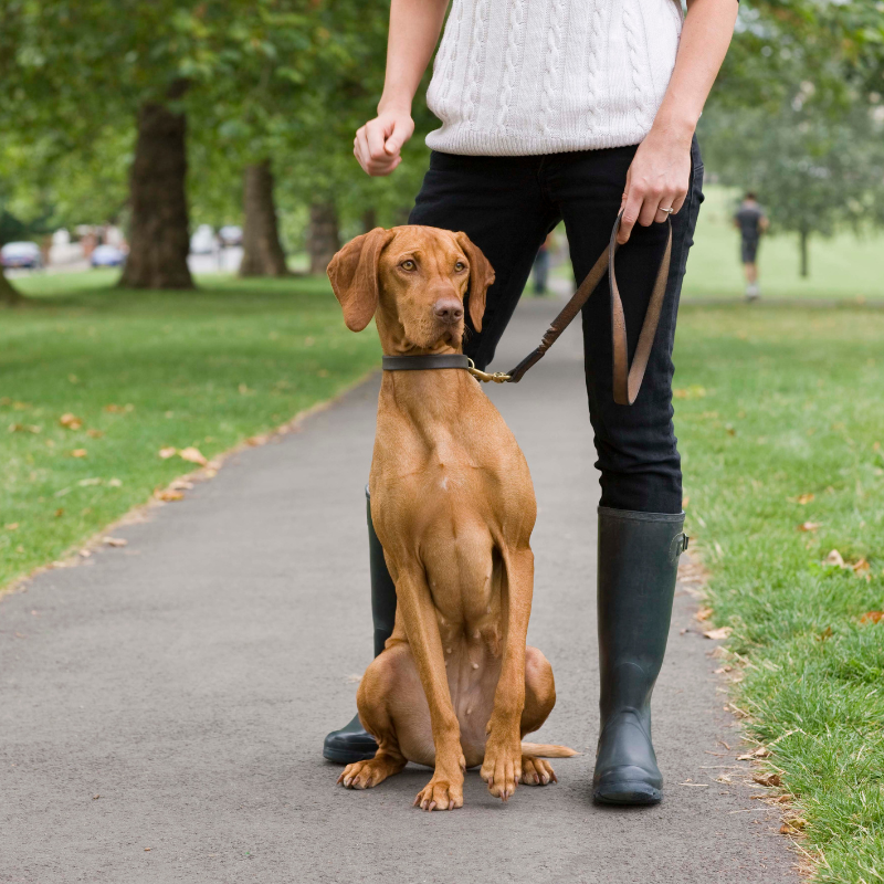 Gassi Service München, Gilching, Starnberg