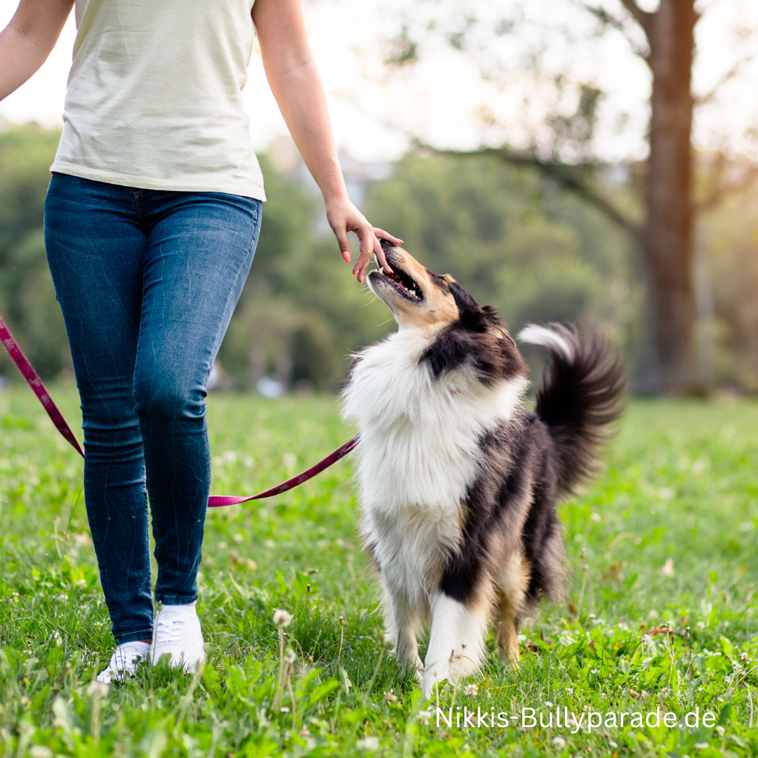 Wochenendseminar Leinenführigkeit München